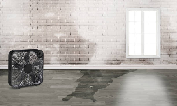 Best Water damage restoration near me  in Bort, GA